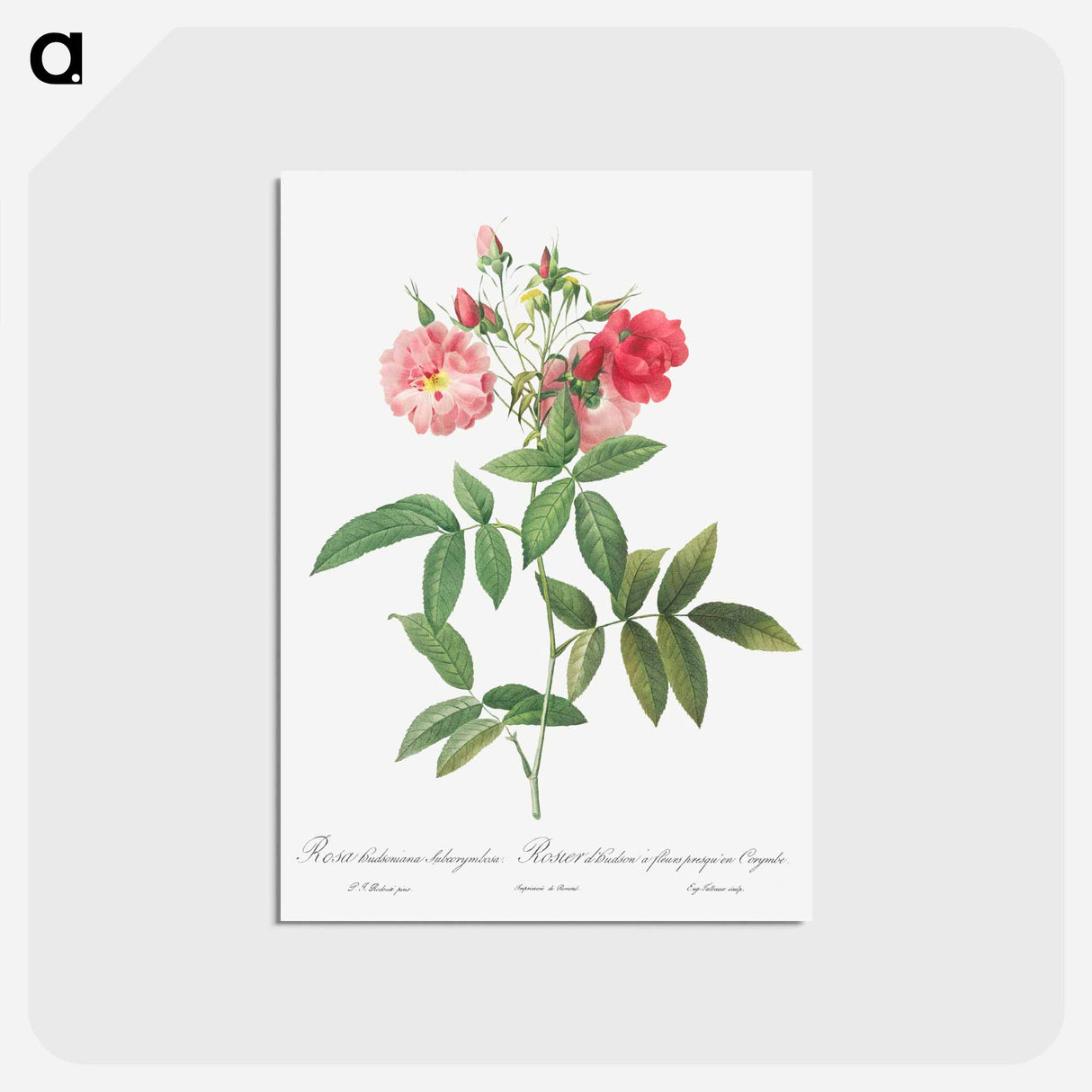 アートポストカード-Subcorymbose Hudson Rose - ピエール ジョゼフ ルドゥーテ Postcard.