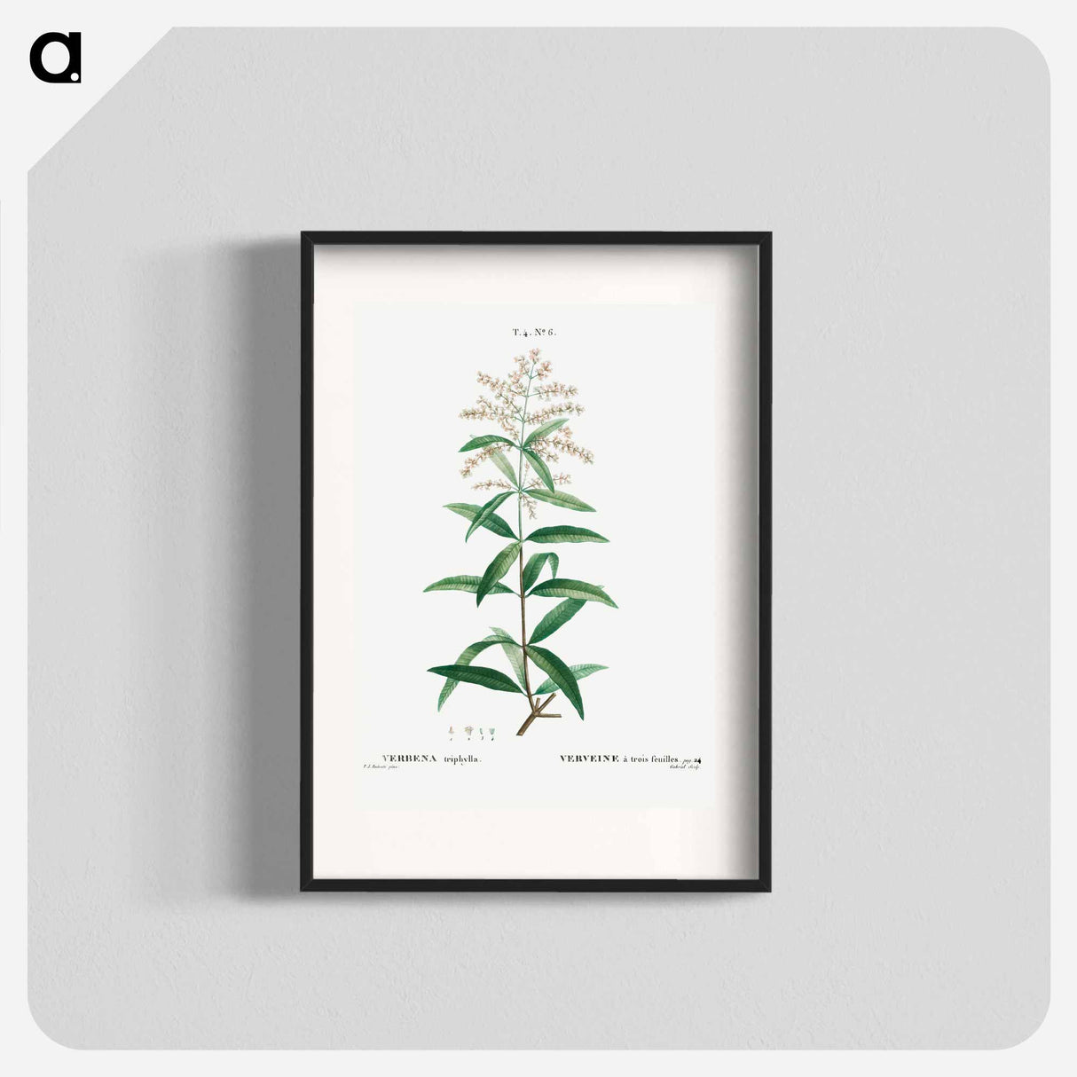 Lemon verbena, Verbena triphylla - Pierre-Joseph Redouté Poster.