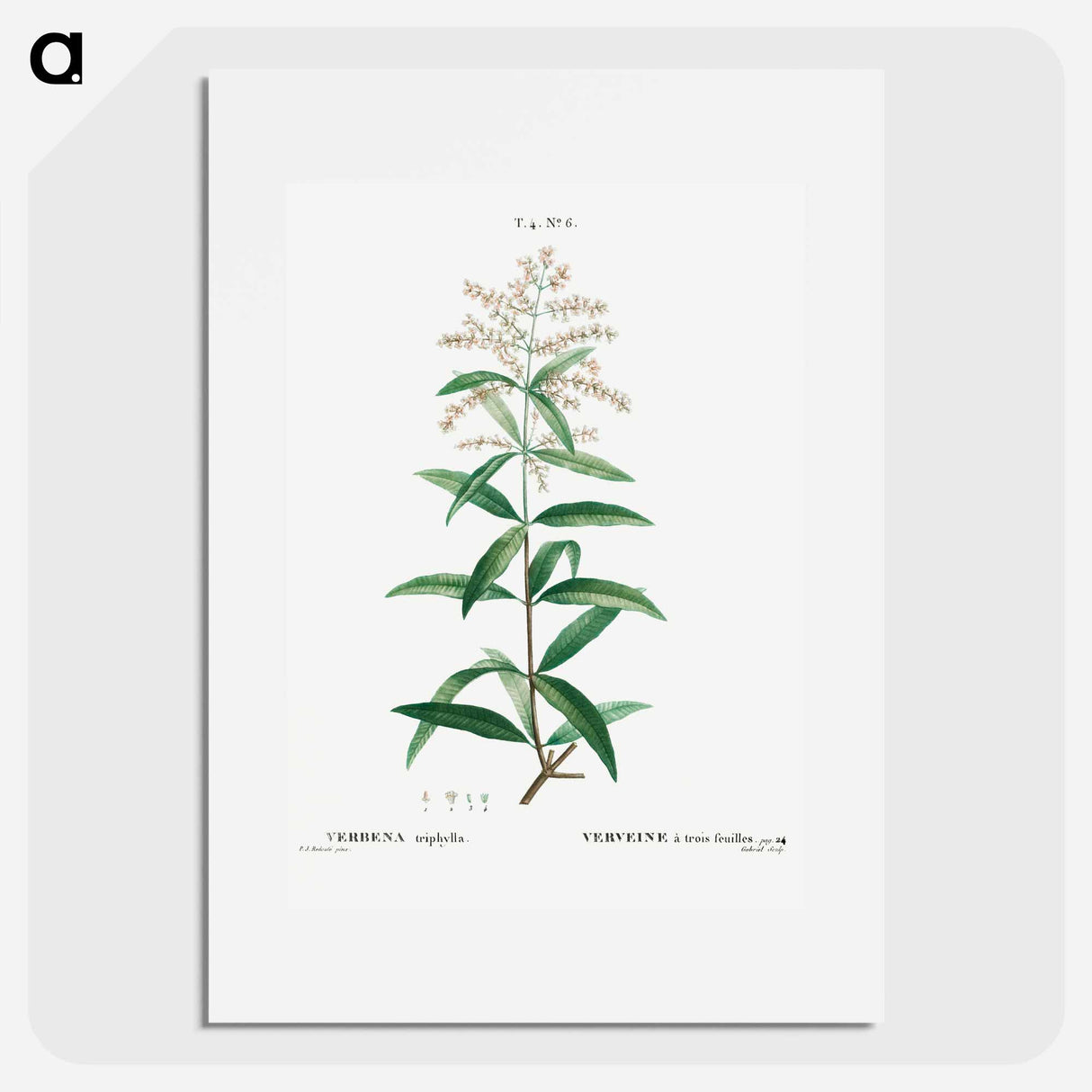 Lemon verbena, Verbena triphylla - Pierre-Joseph Redouté Poster.