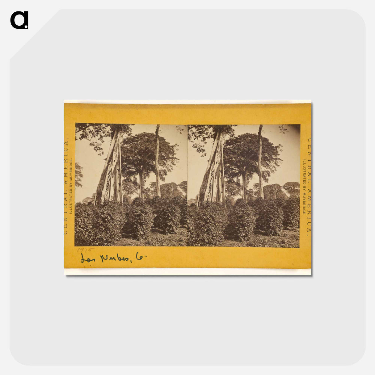 アートポストカード-Las Nubes, Matapala Tree
- エドワード マイブリッジ Postcard.