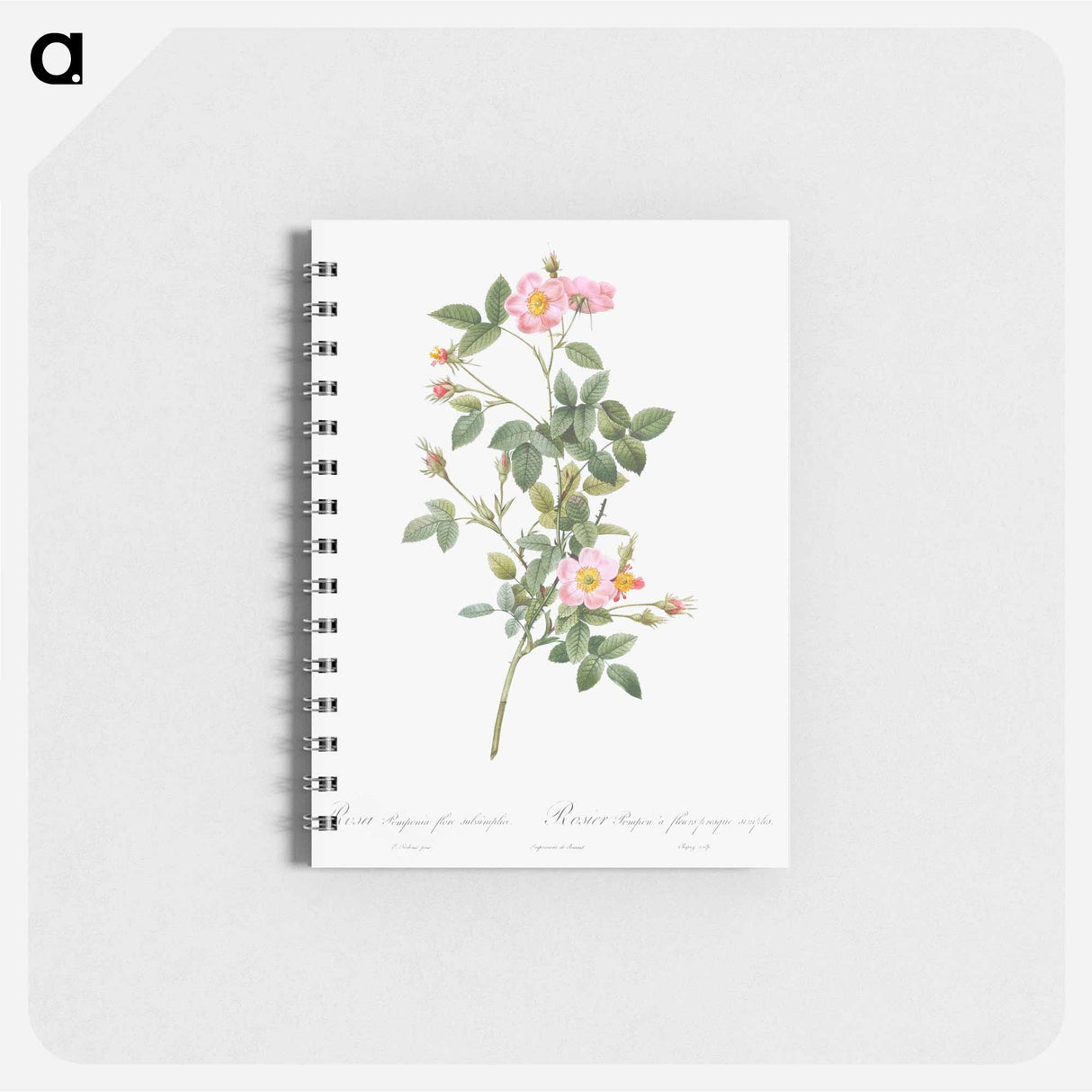 Pale Pink Pompon Rose - ピエール ジョゼフ ルドゥーテ Memo.