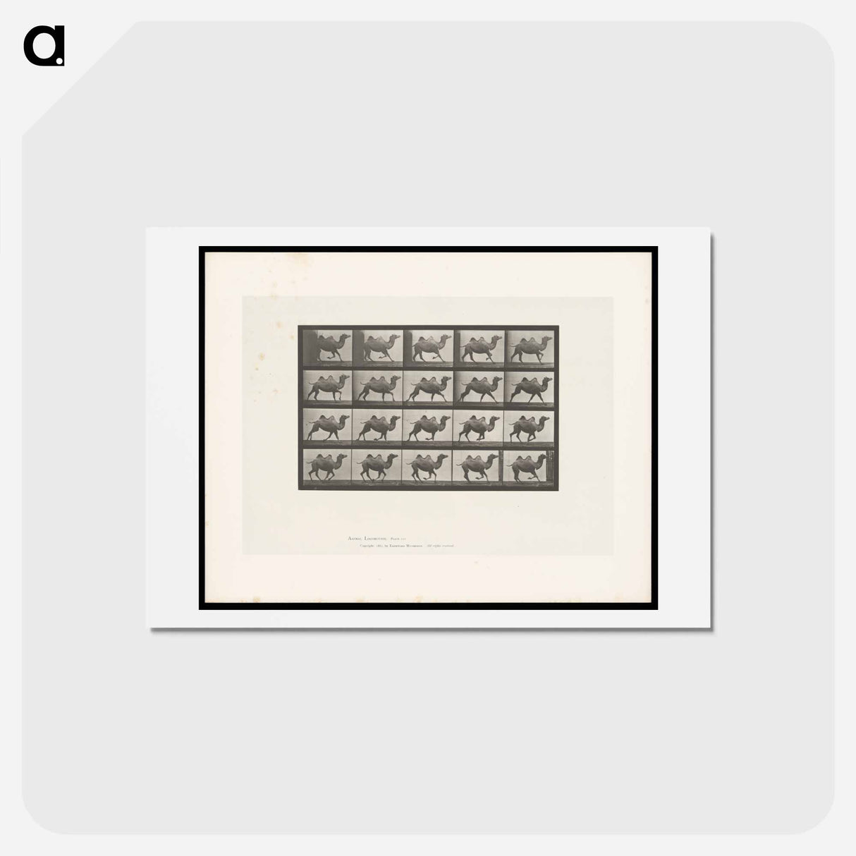 アートポストカード-Running Bactrian Camel
- エドワード マイブリッジ Postcard.