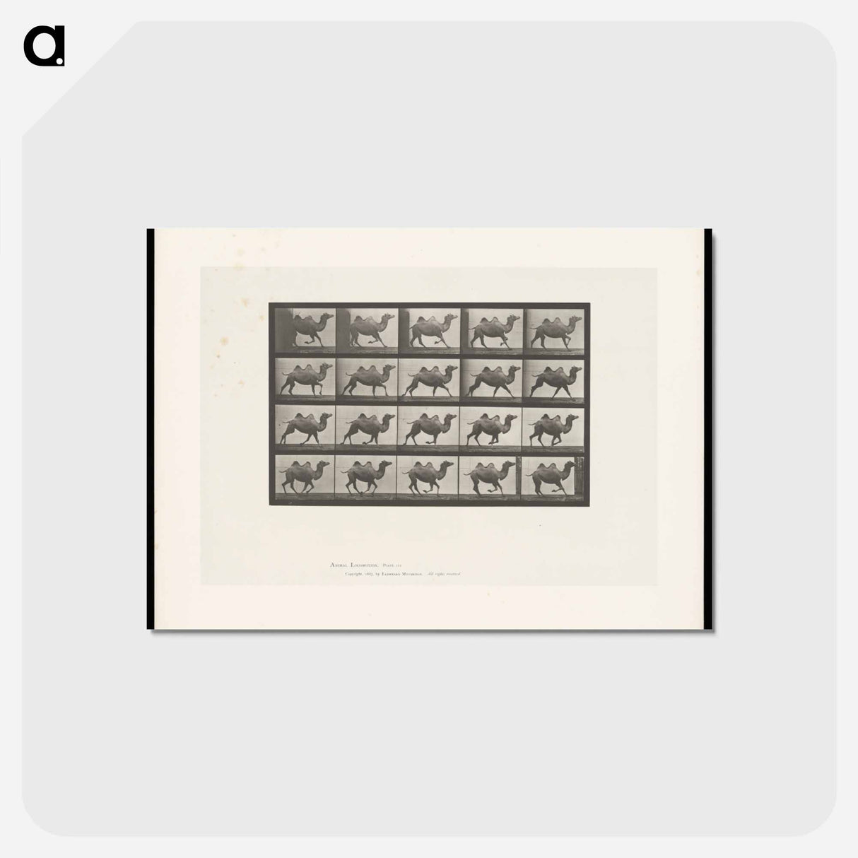 アートポストカード-Running Bactrian Camel
- エドワード マイブリッジ Postcard.