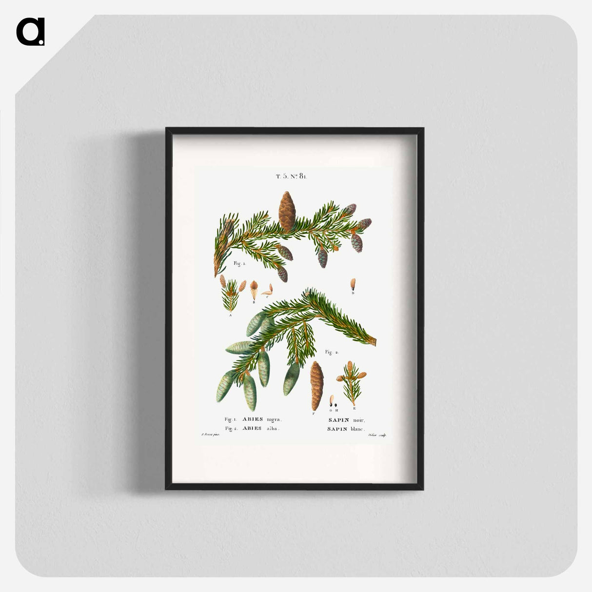 Black spruce, Abies nigra and Silver fir, Abies alba - Pierre-Joseph Redouté Poster.