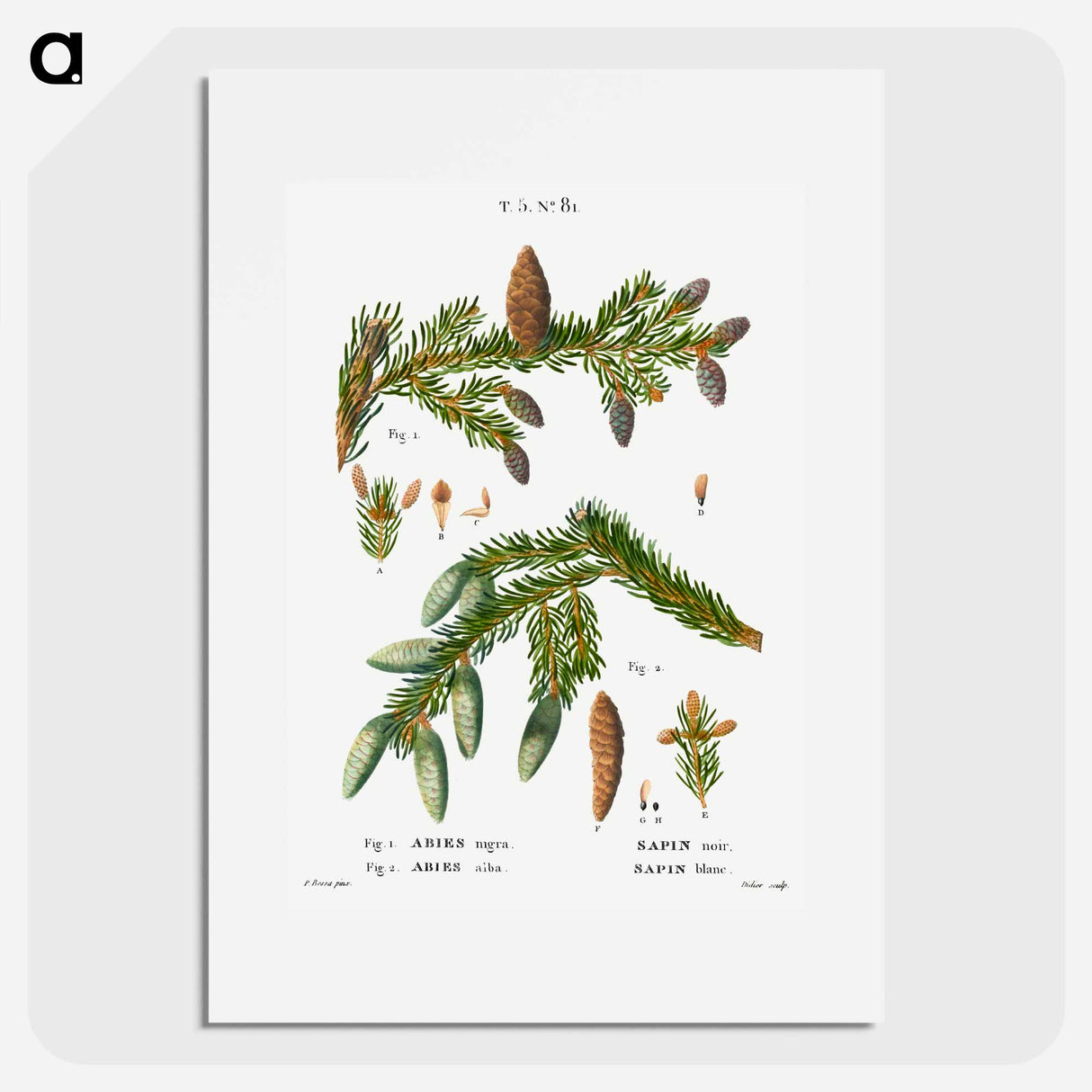 アートポスター-Black spruce, Abies nigra and Silver fir, Abies alba - ピエール ジョゼフ ルドゥーテ Poster.