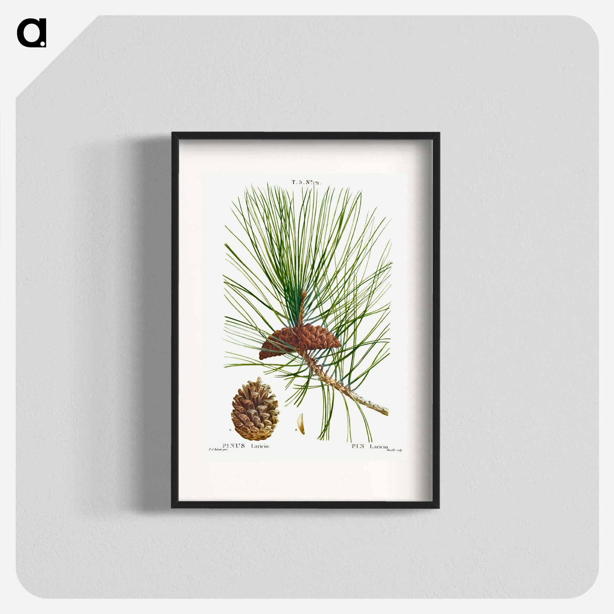 Black pine - Pierre Joseph Redouté Poster.