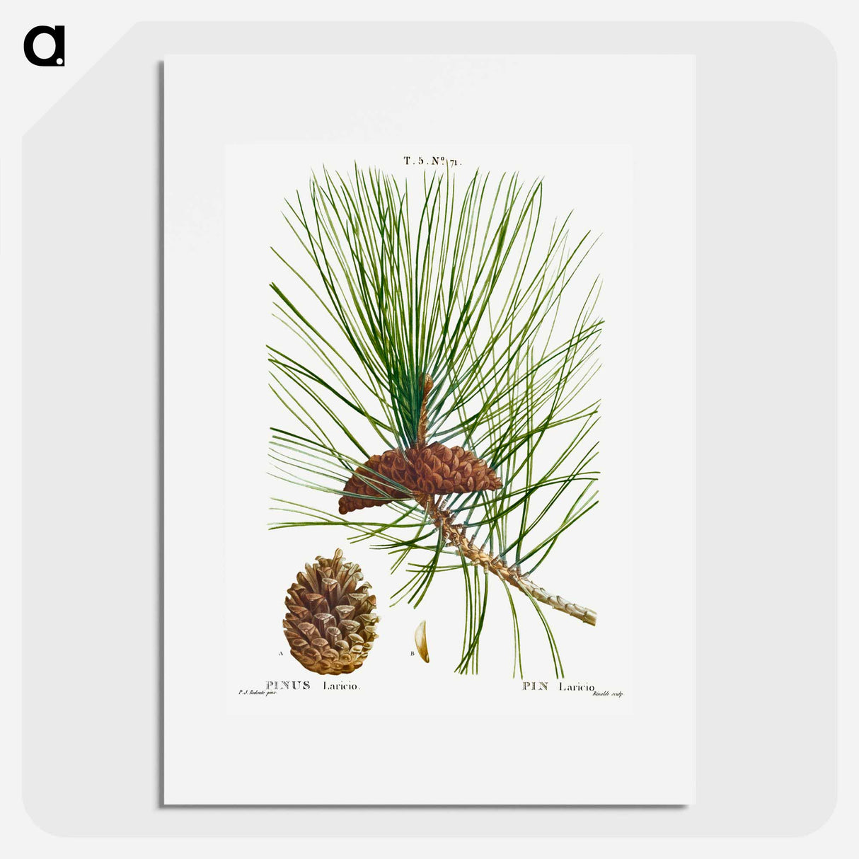 Black pine - Pierre Joseph Redouté Poster.