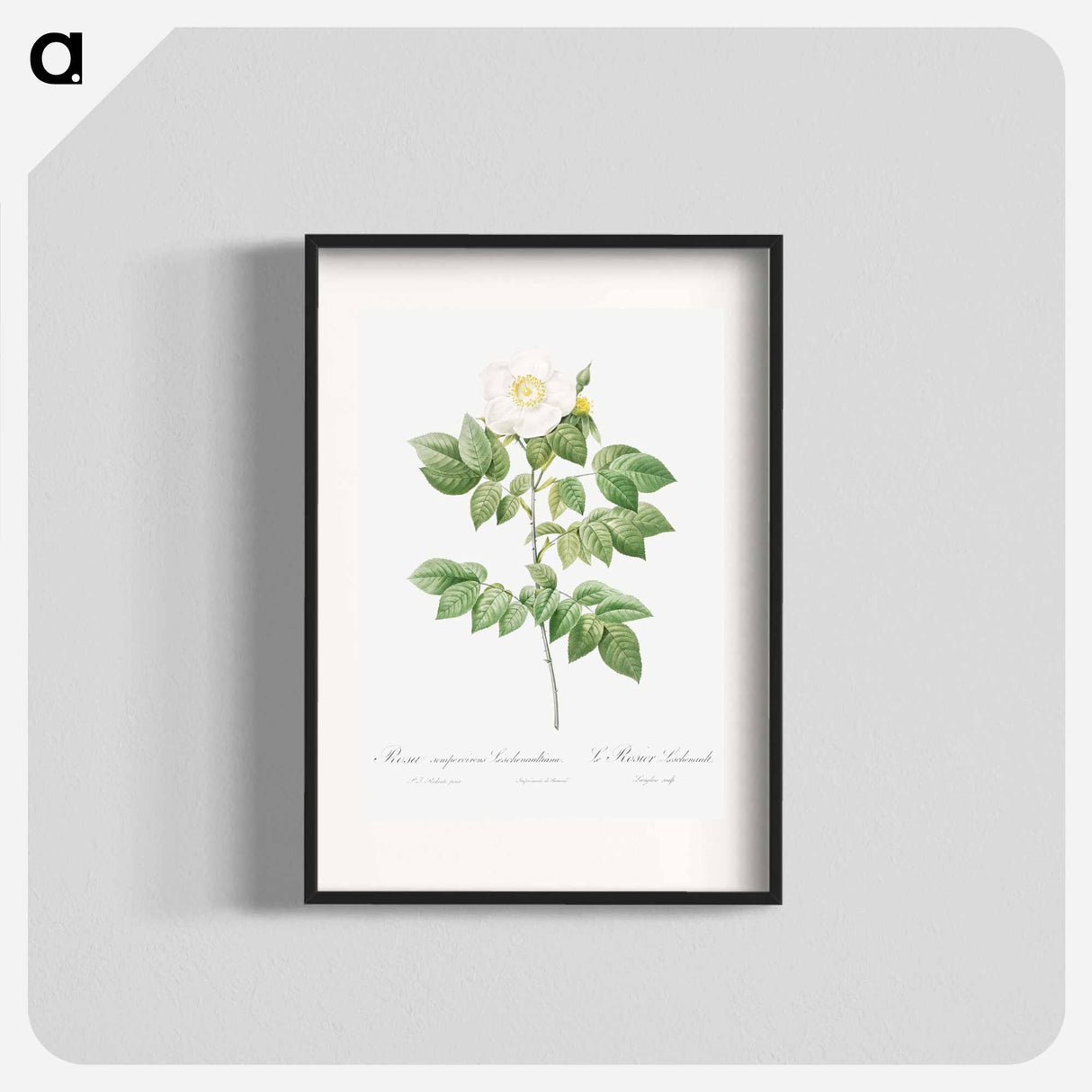 Leschenault's Rose - Pierre Joseph Redouté Poster.