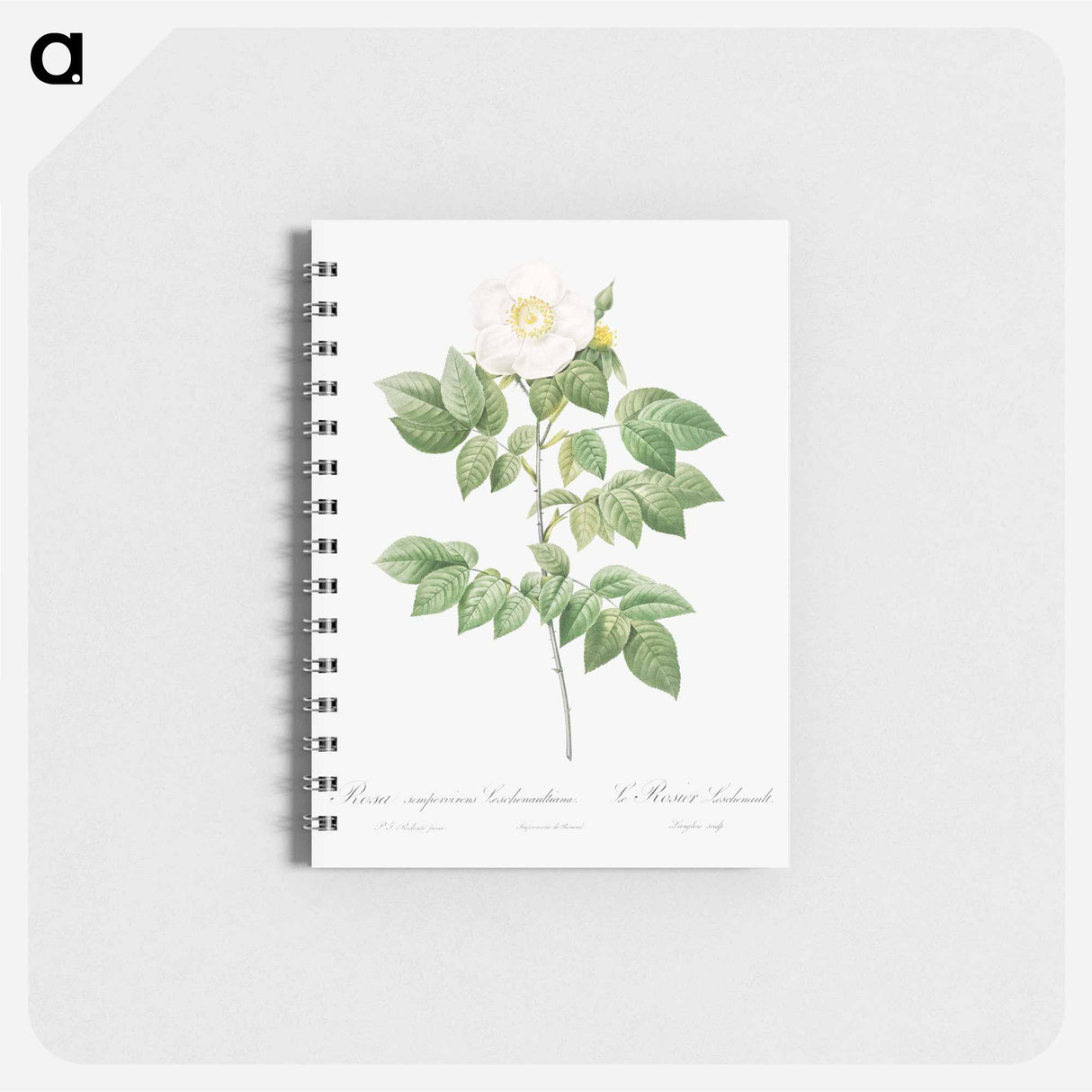 アートメモ帳-Leschenault's Rose - ピエール ジョゼフ ルドゥーテ Memo.