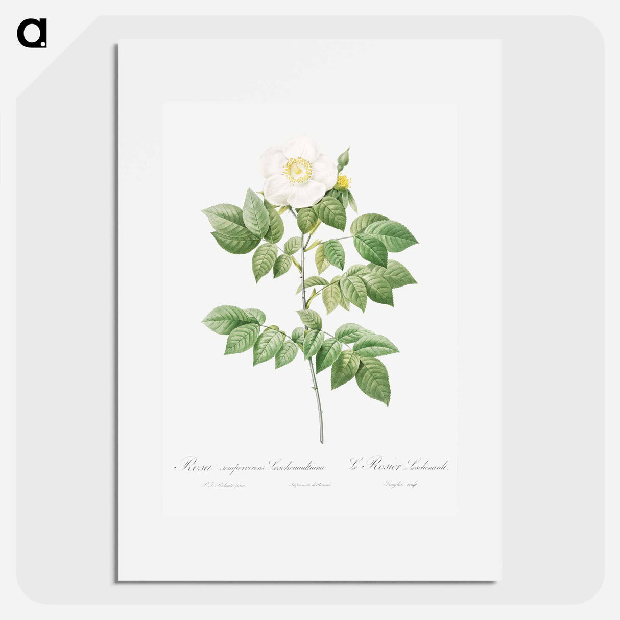 Leschenault's Rose - Pierre Joseph Redouté Poster.