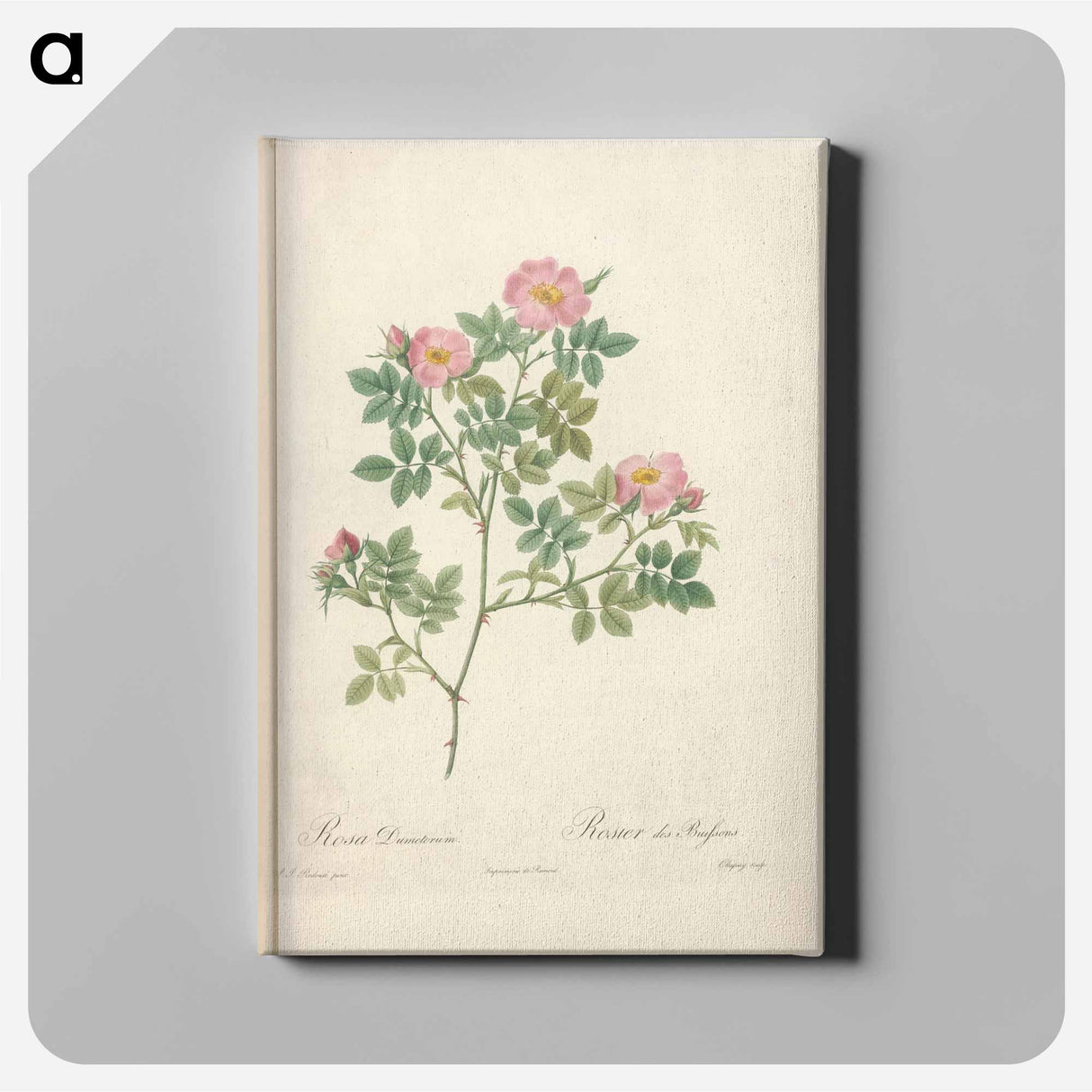 アートパネル-Rose illustration - ピエール ジョゼフ ルドゥーテ Canvas.