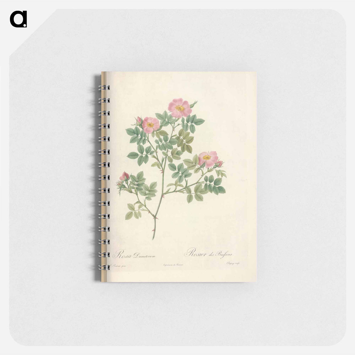 アートメモ帳-Rose illustration - ピエール ジョゼフ ルドゥーテ Memo.