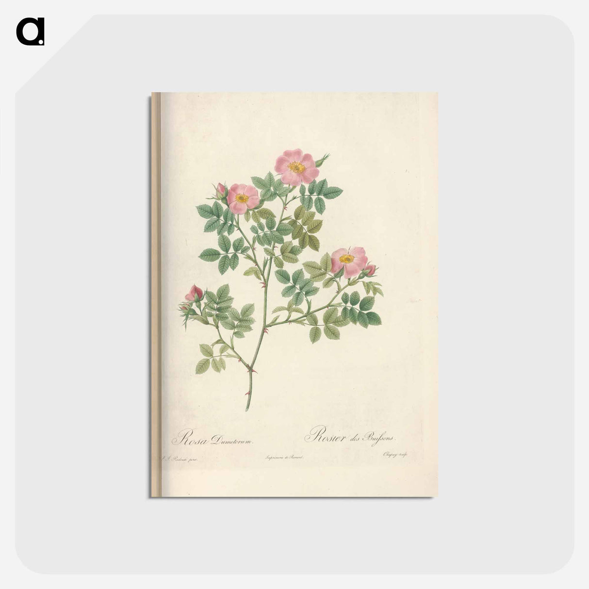 アートポストカード-Rose illustration - ピエール ジョゼフ ルドゥーテ Postcard.