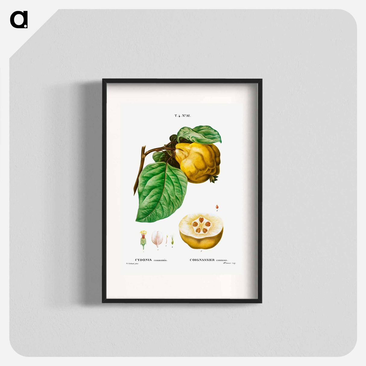 Quince - Pierre Joseph Redouté Poster.