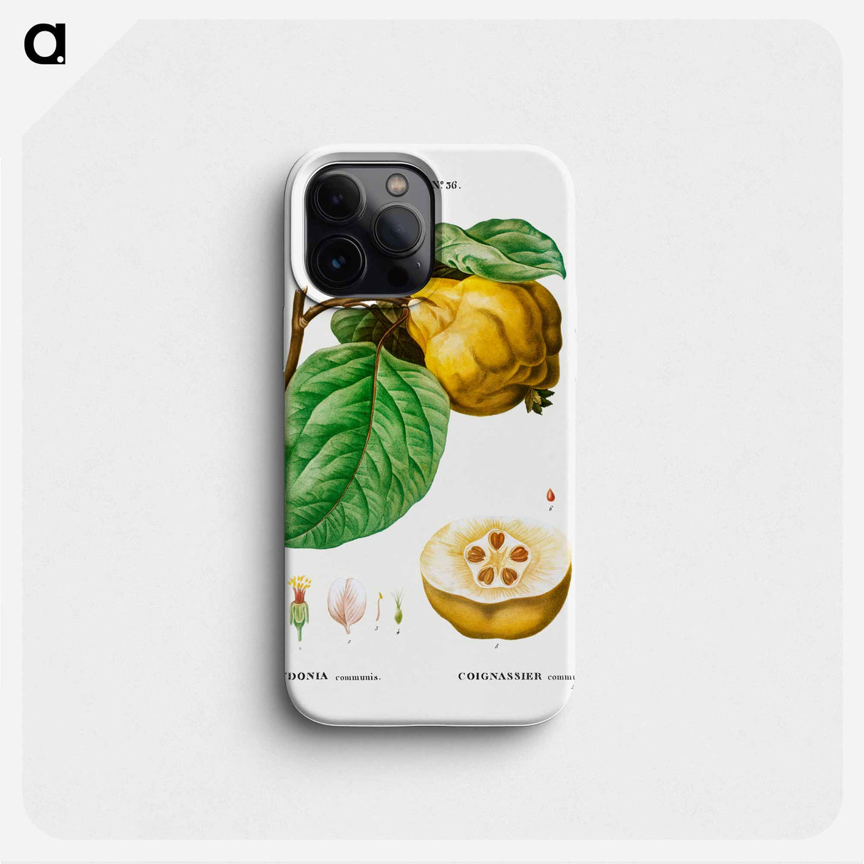 Quince - Pierre Joseph Redouté Phone Case.