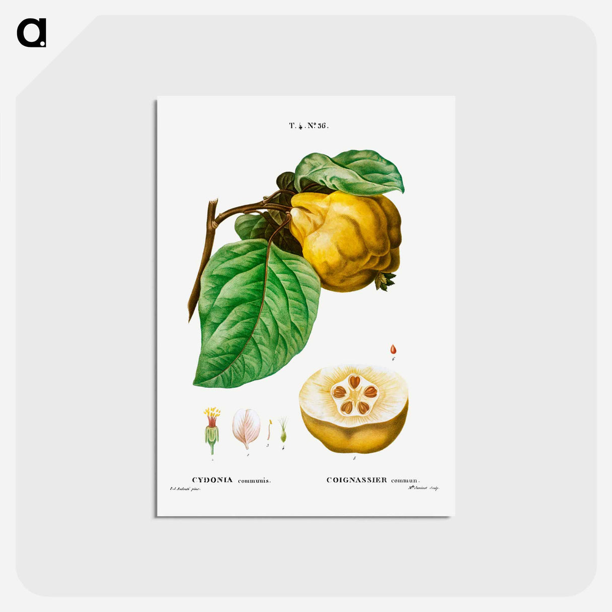 アートポストカード-Quince - ピエール ジョゼフ ルドゥーテ Postcard.