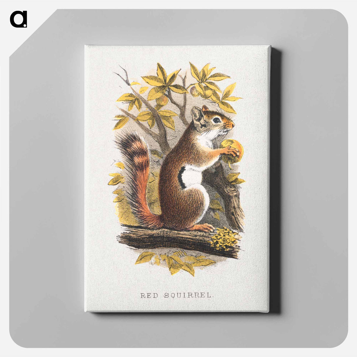 アートパネル-Red Squirrel
- ボストン公共図書館 Canvas.