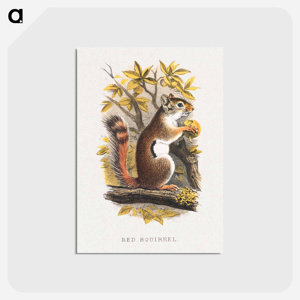 アートポストカード-Red Squirrel
- ボストン公共図書館 Postcard.
