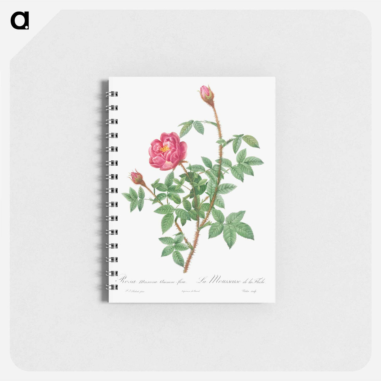アートメモ帳-Anemone-Flowered Rose Muscosa - ピエール ジョゼフ ルドゥーテ Memo.
