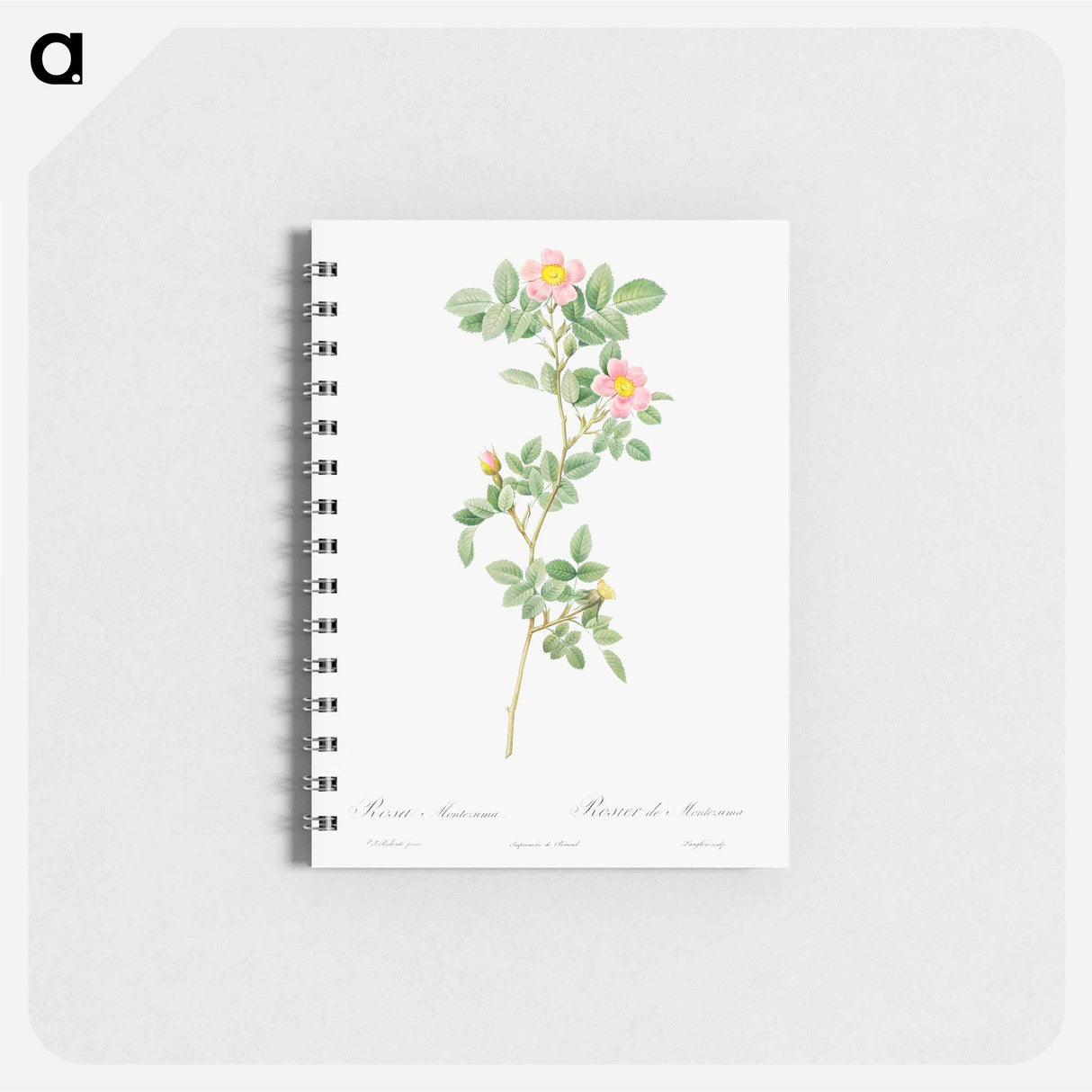 Montezuma Rose - ピエール ジョゼフ ルドゥーテ Memo.