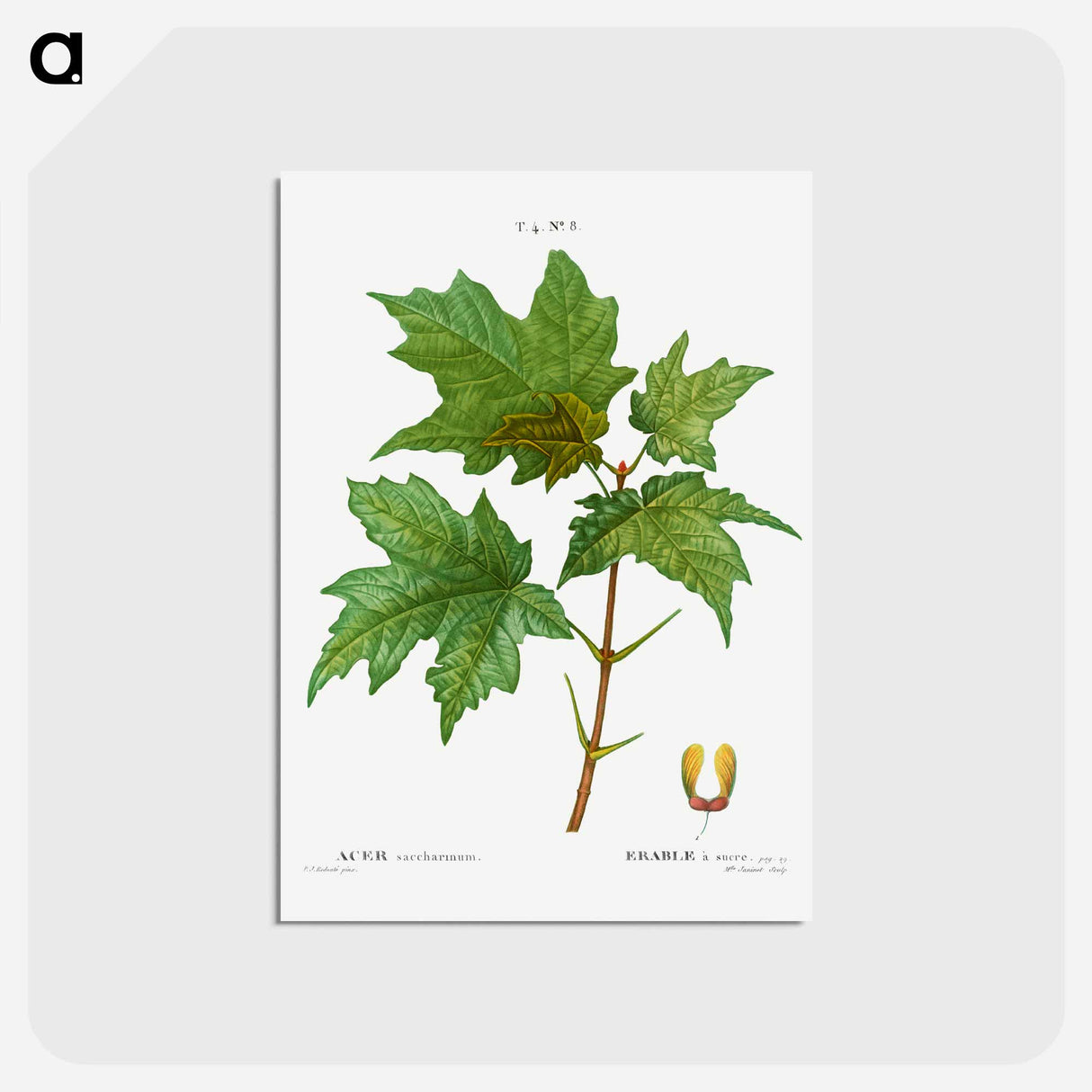 アートポストカード-Silver maple, Acer saccharinum - ピエール ジョゼフ ルドゥーテ Postcard.