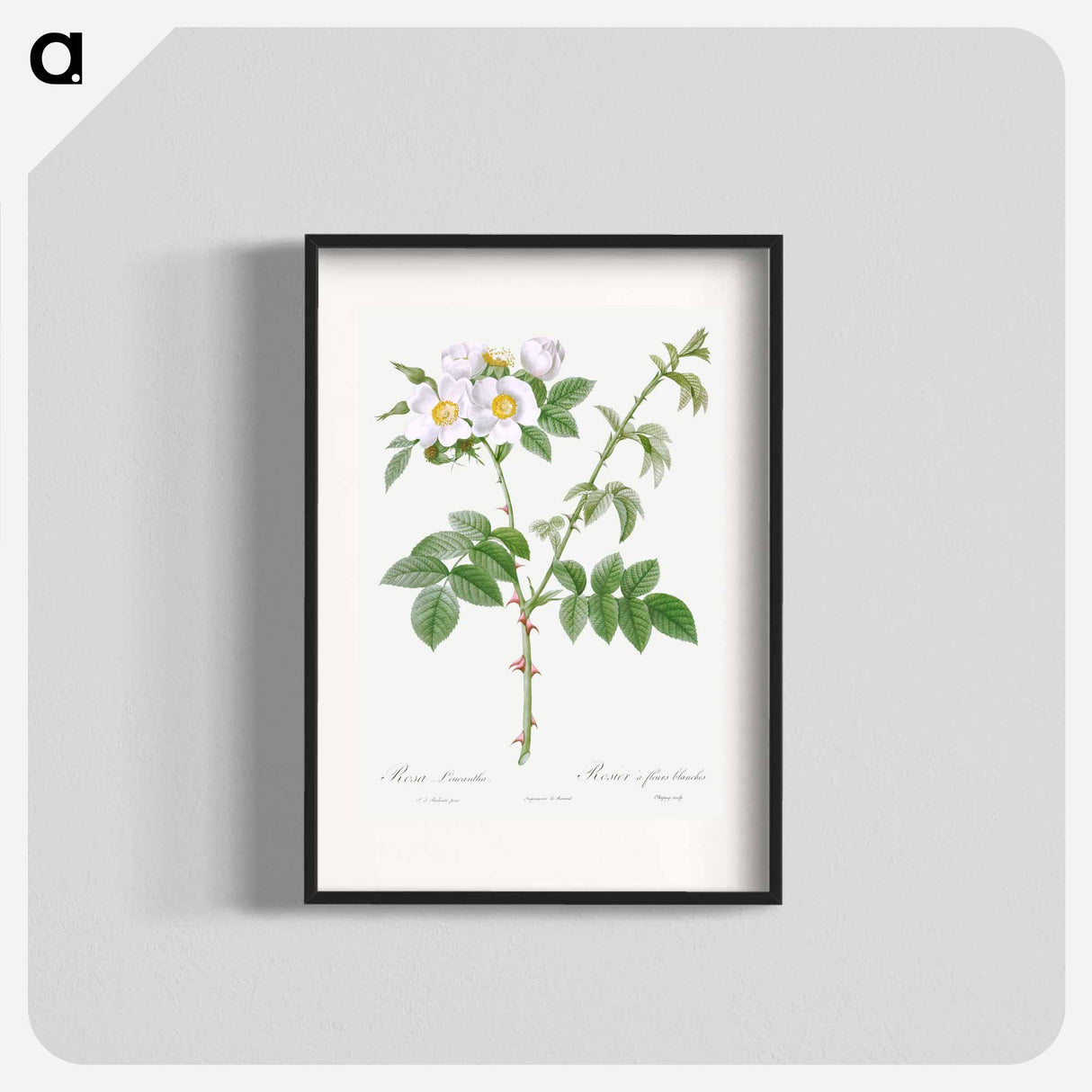 White Flowered Rose - Pierre Joseph Redouté Poster.