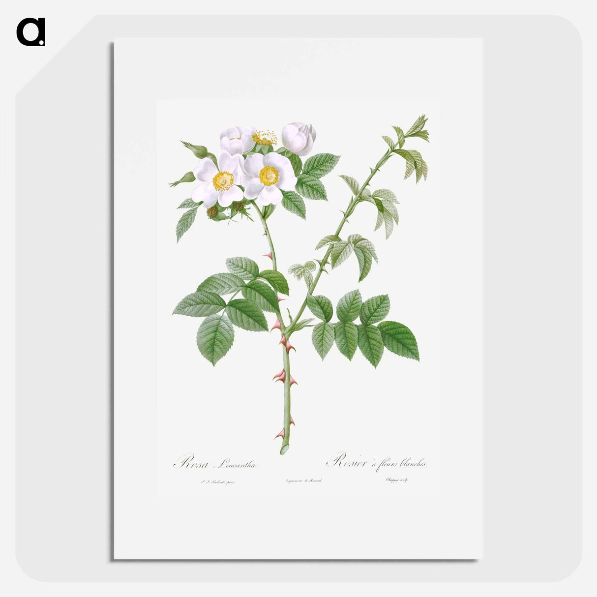 White Flowered Rose - Pierre Joseph Redouté Poster.