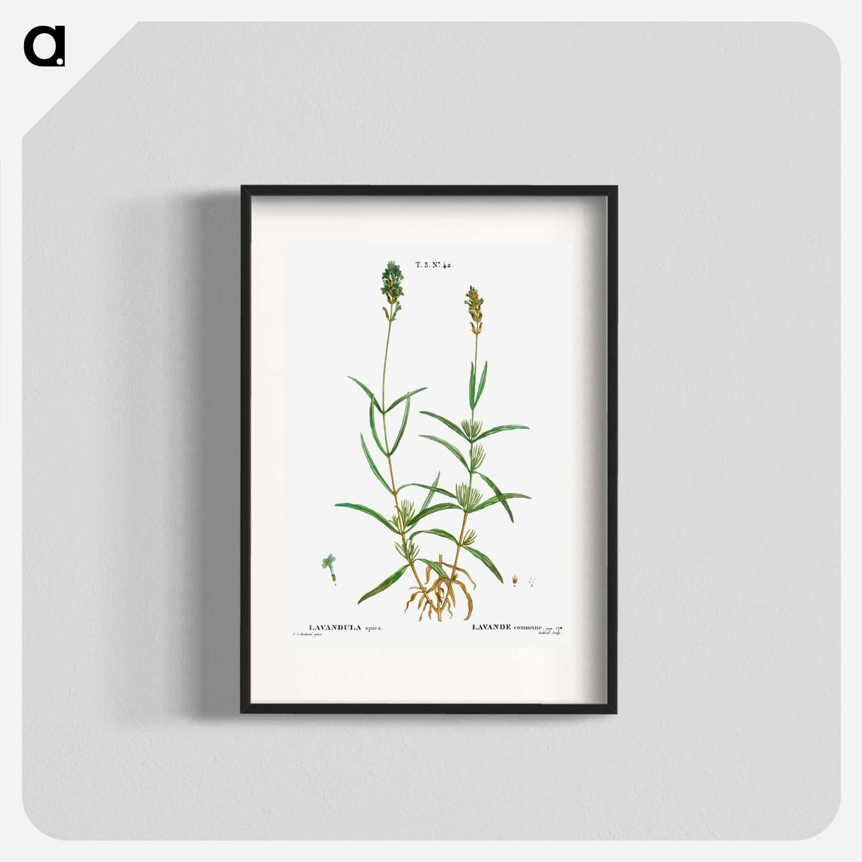 アートポスター-Broadleaved lavender - ピエール ジョゼフ ルドゥーテ Poster.