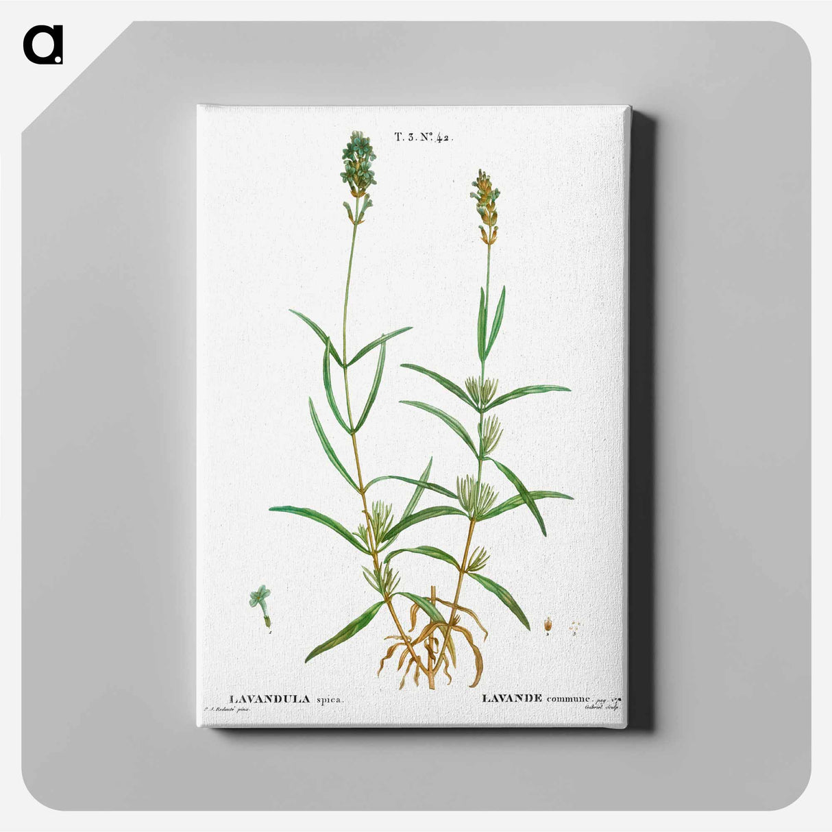 アートパネル-Broadleaved lavender - ピエール ジョゼフ ルドゥーテ Canvas.