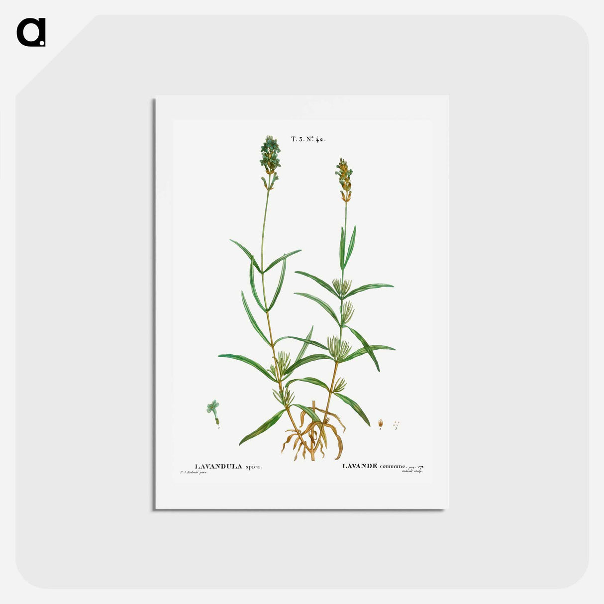 アートポストカード-Broadleaved lavender - ピエール ジョゼフ ルドゥーテ Postcard.