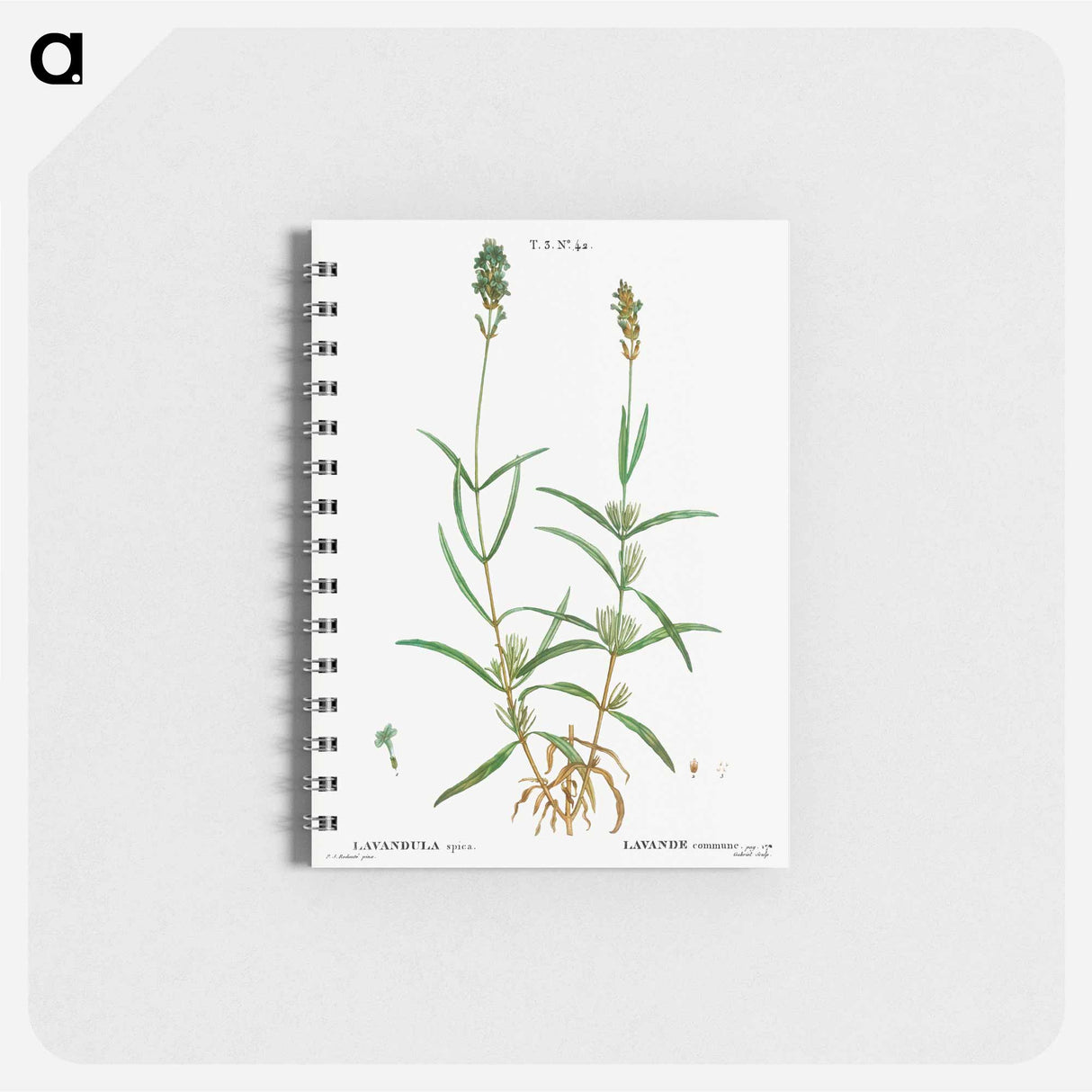 アートメモ帳-Broadleaved lavender - ピエール ジョゼフ ルドゥーテ Memo.