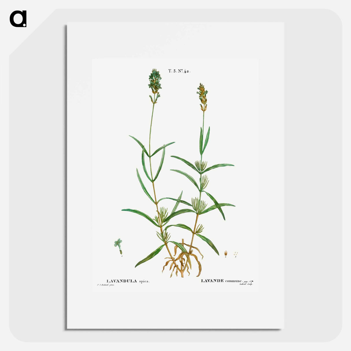 アートポスター-Broadleaved lavender - ピエール ジョゼフ ルドゥーテ Poster.