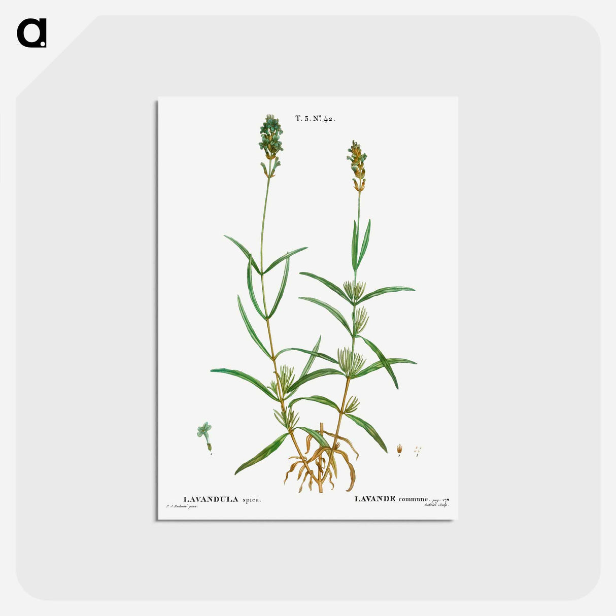 アートポストカード-Broadleaved lavender - ピエール ジョゼフ ルドゥーテ Postcard.