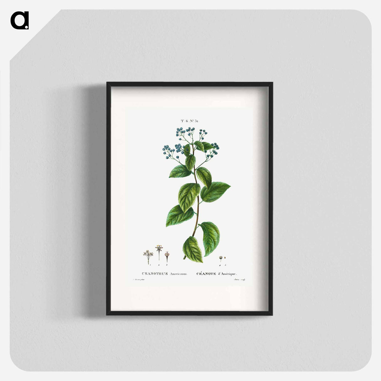 New Jersey tea - Pierre Joseph Redouté Poster.