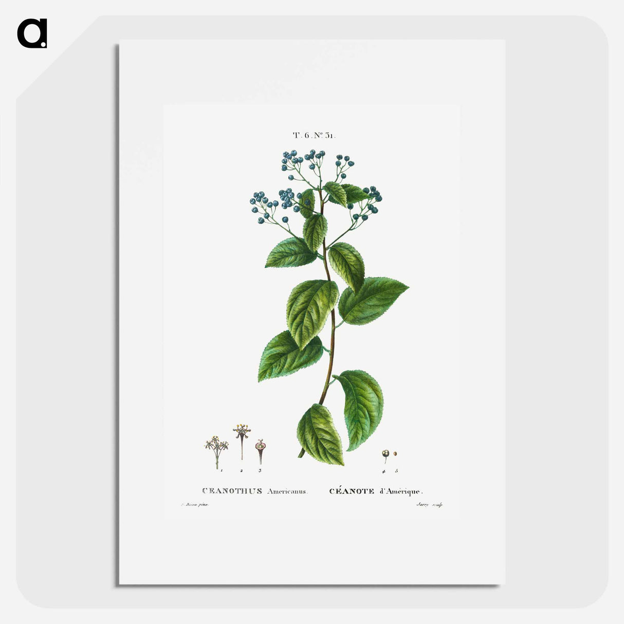 New Jersey tea - Pierre Joseph Redouté Poster.