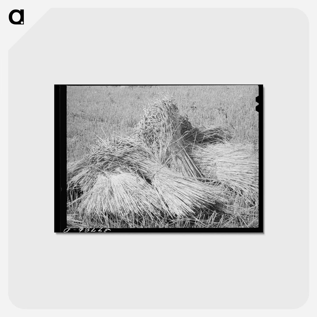 アートポストカード-Wheat in the Shock
- ラッセル リー Postcard.