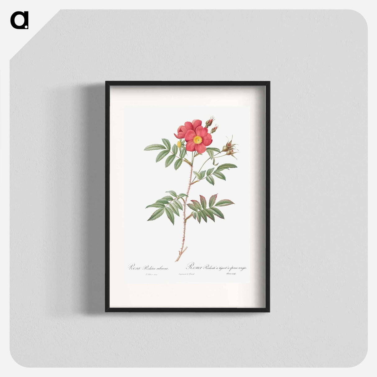 Red-Leaved Rose - Pierre Joseph Redouté Poster.