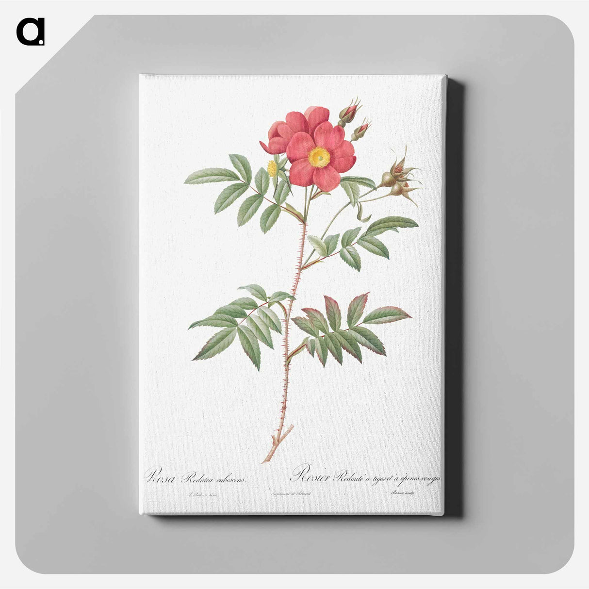 アートパネル-Red-Leaved Rose - ピエール ジョゼフ ルドゥーテ Canvas.