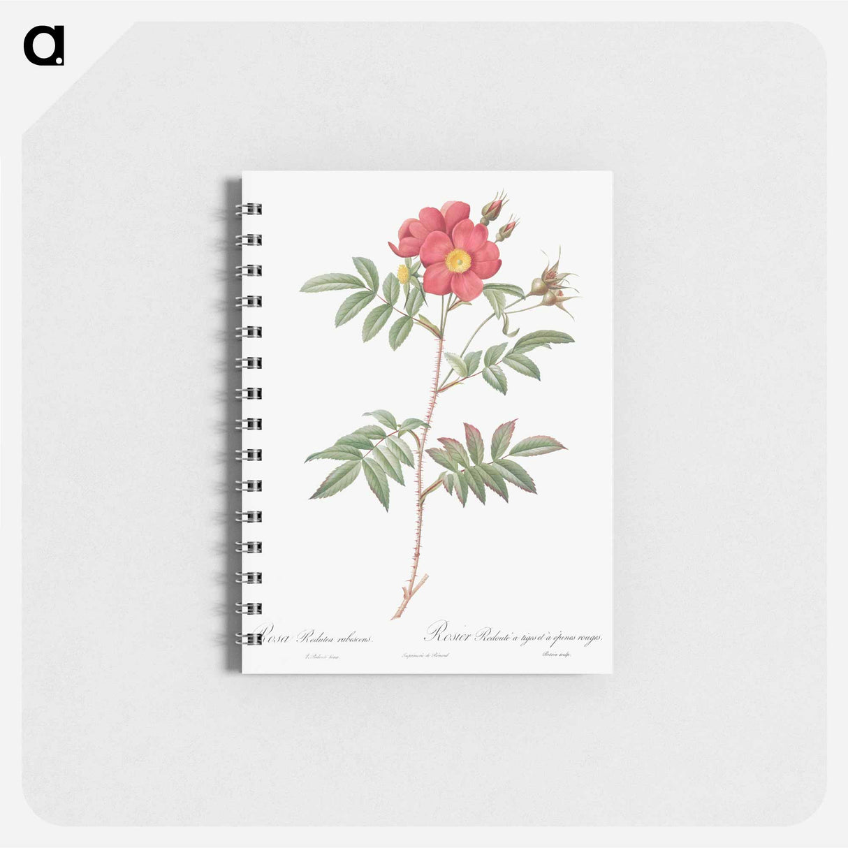 アートメモ帳-Red-Leaved Rose - ピエール ジョゼフ ルドゥーテ Memo.