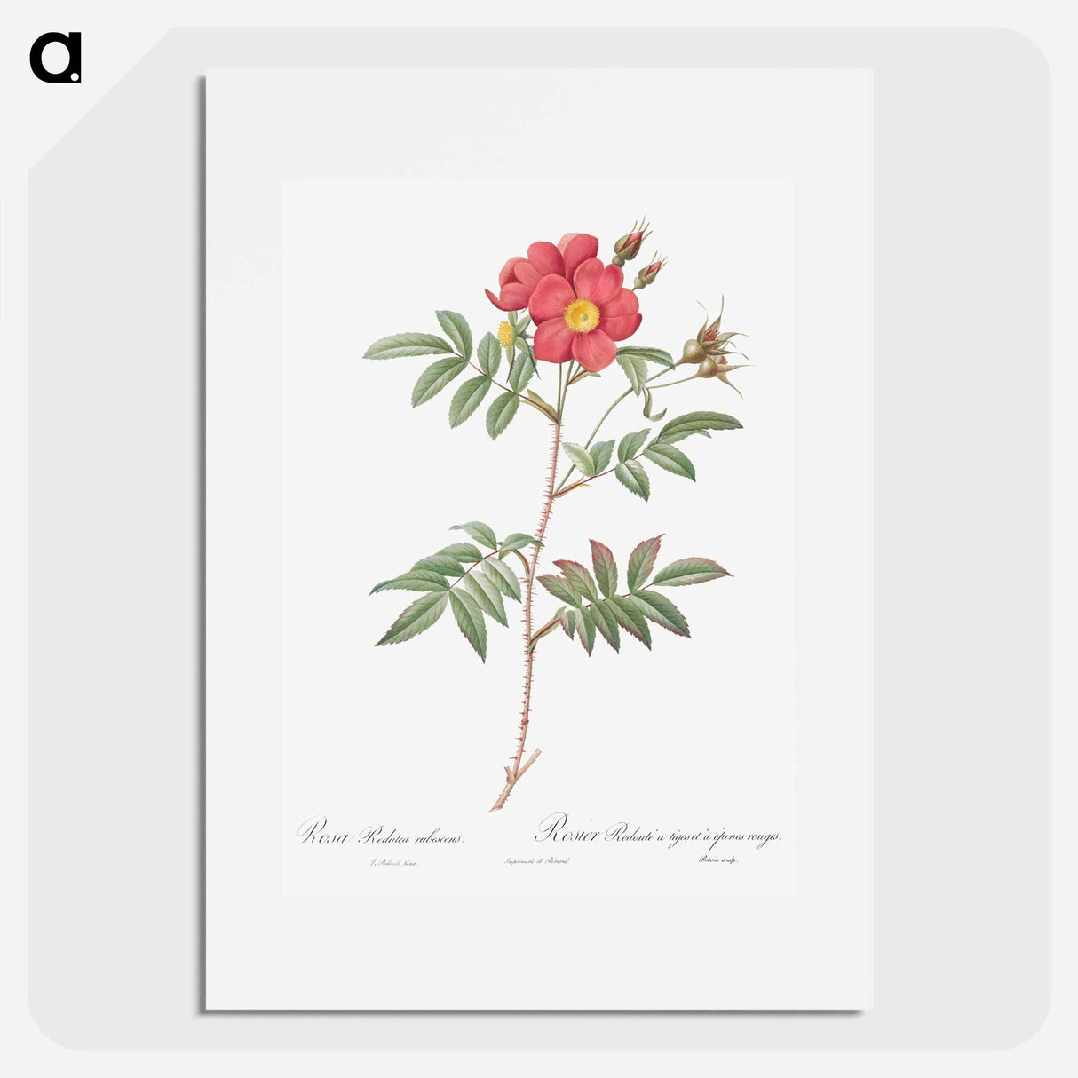Red-Leaved Rose - Pierre Joseph Redouté Poster.