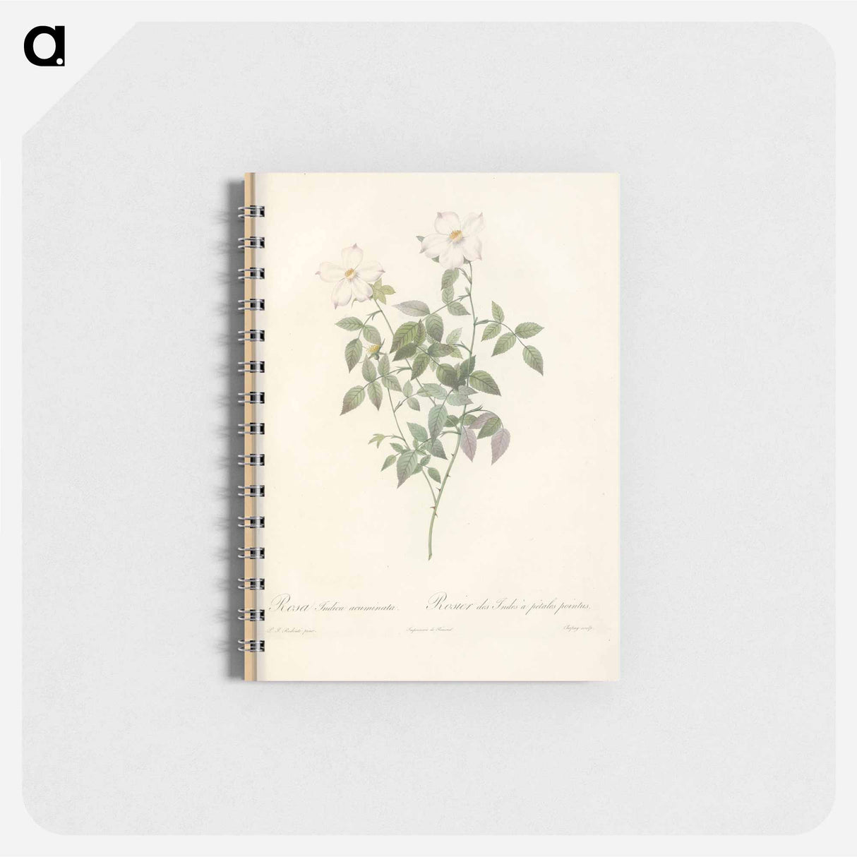 Rose illustration - ピエール ジョゼフ ルドゥーテ Memo.