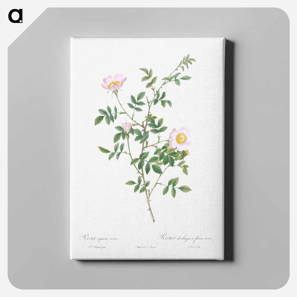 アートパネル-Pink Hedge Rose - ピエール ジョゼフ ルドゥーテ Canvas.