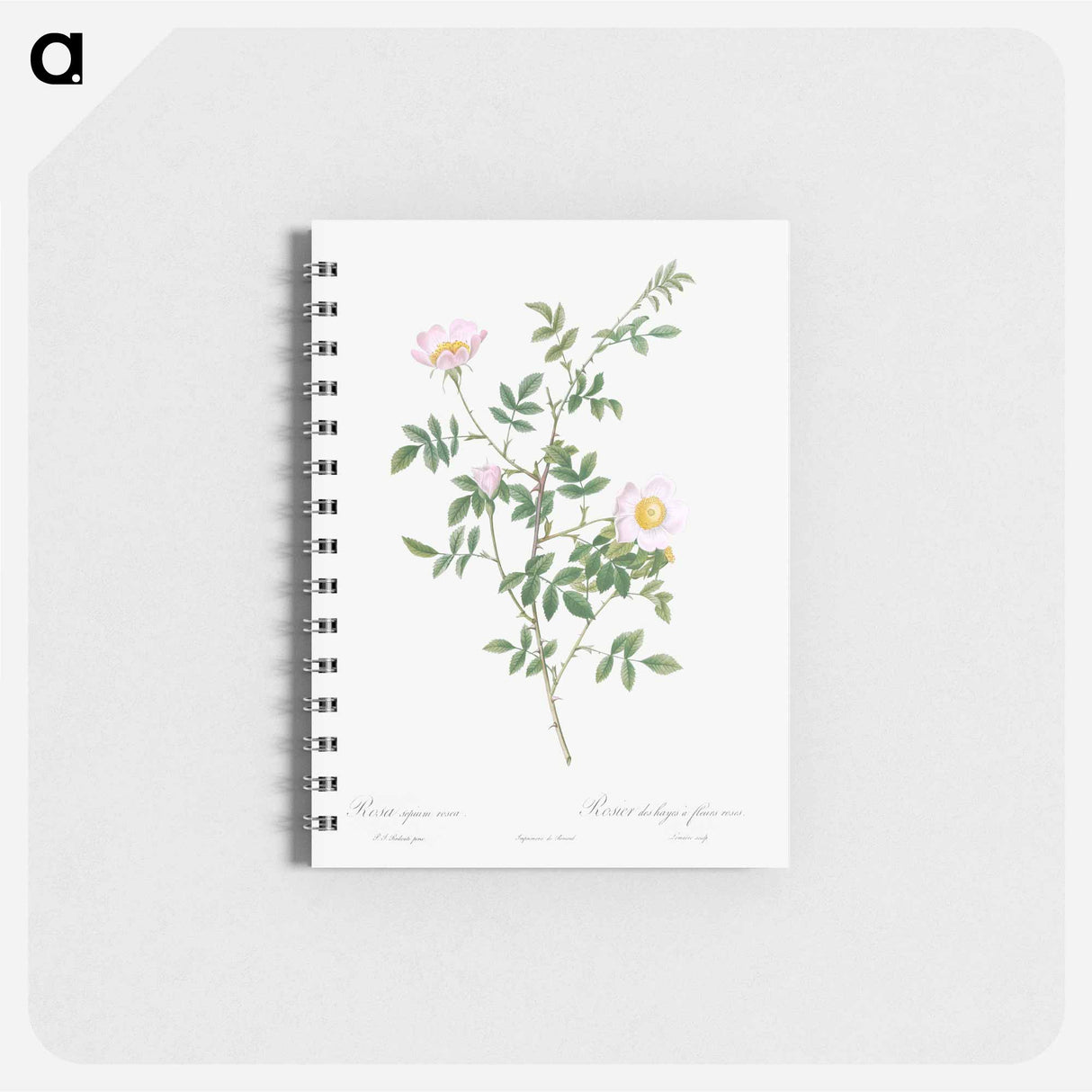 Pink Hedge Rose - ピエール ジョゼフ ルドゥーテ Memo.