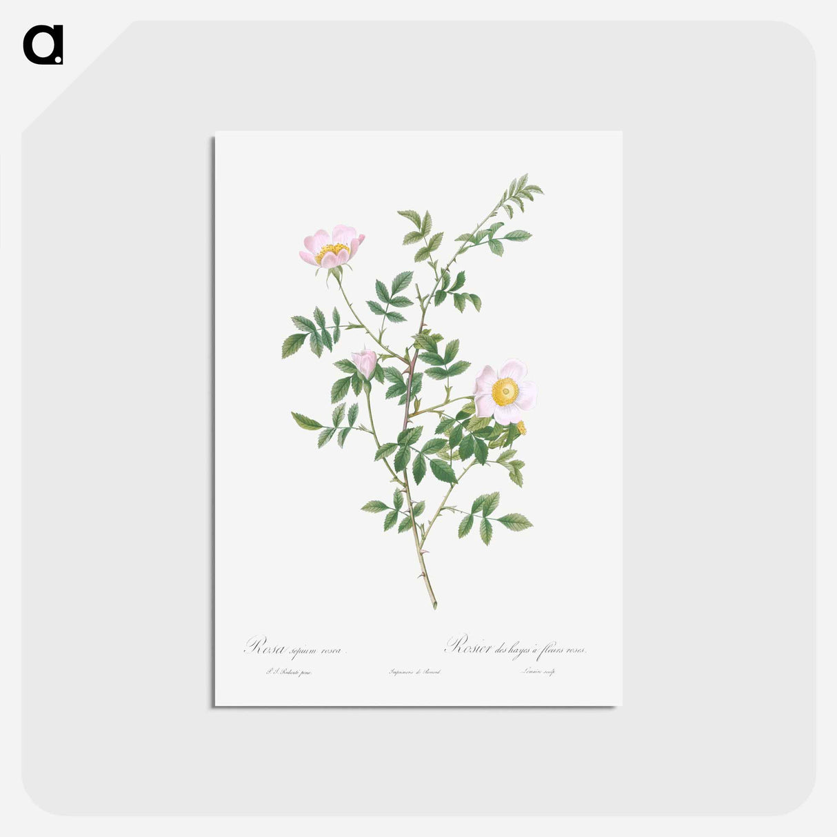 アートポストカード-Pink Hedge Rose - ピエール ジョゼフ ルドゥーテ Postcard.