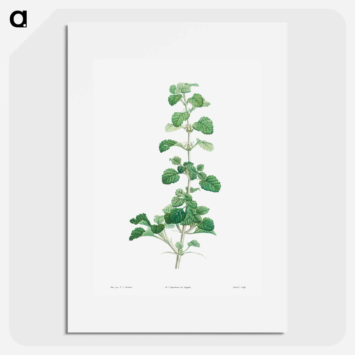 Cluster of small white flowers - Pierre Joseph Redouté Poster.