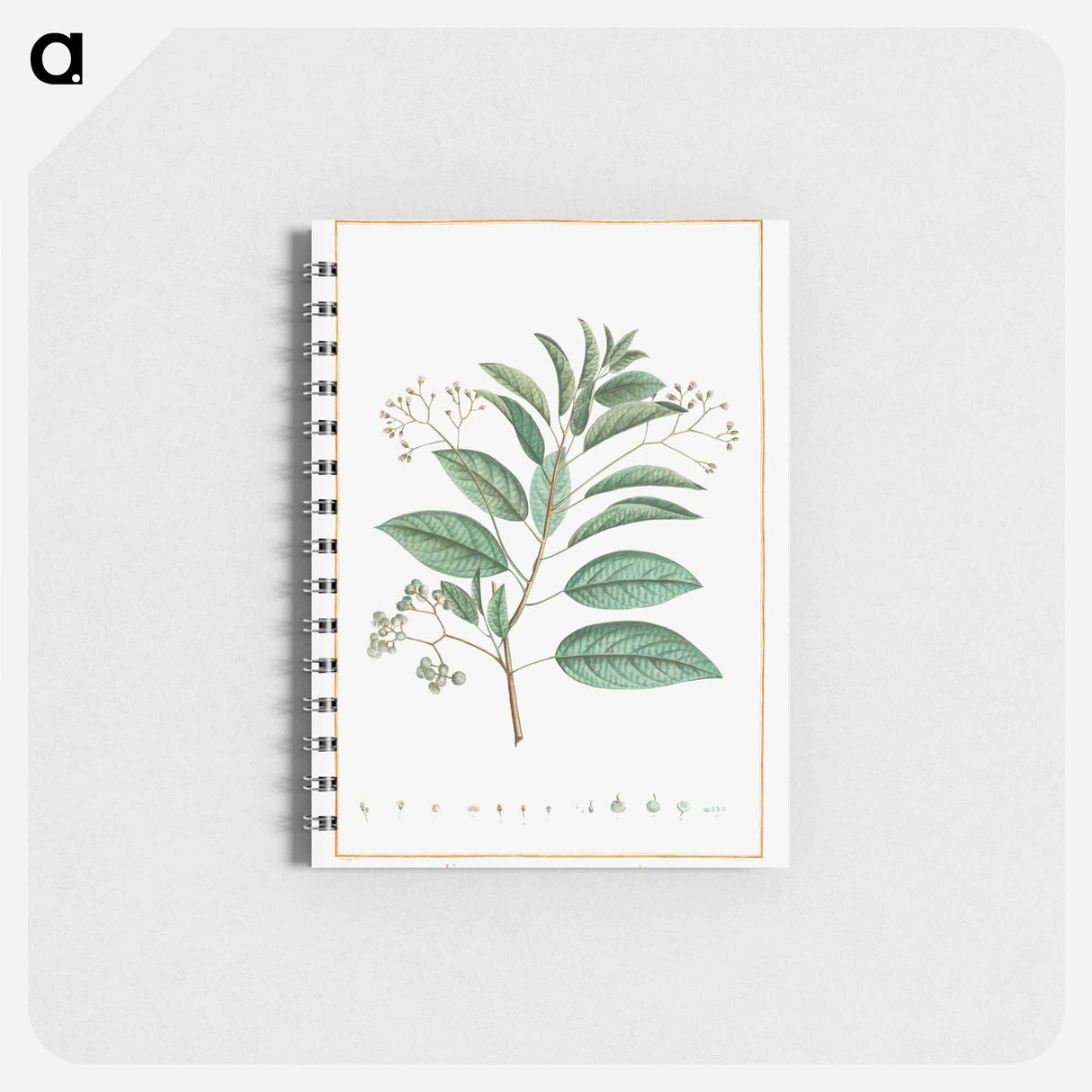 Ehretia Internodis - ピエール ジョゼフ ルドゥーテ Memo.