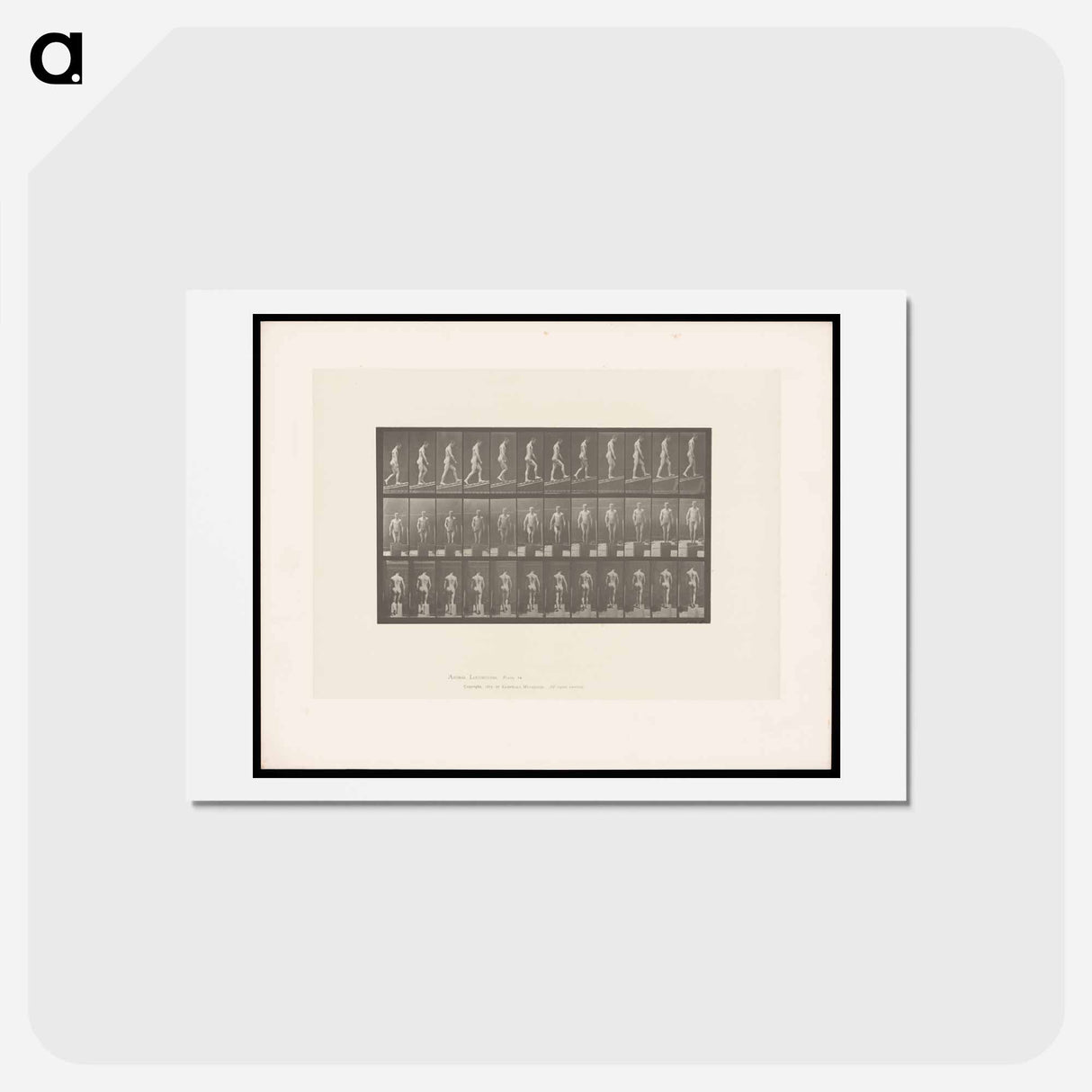 アートポストカード-Ascending Nude
- エドワード マイブリッジ Postcard.