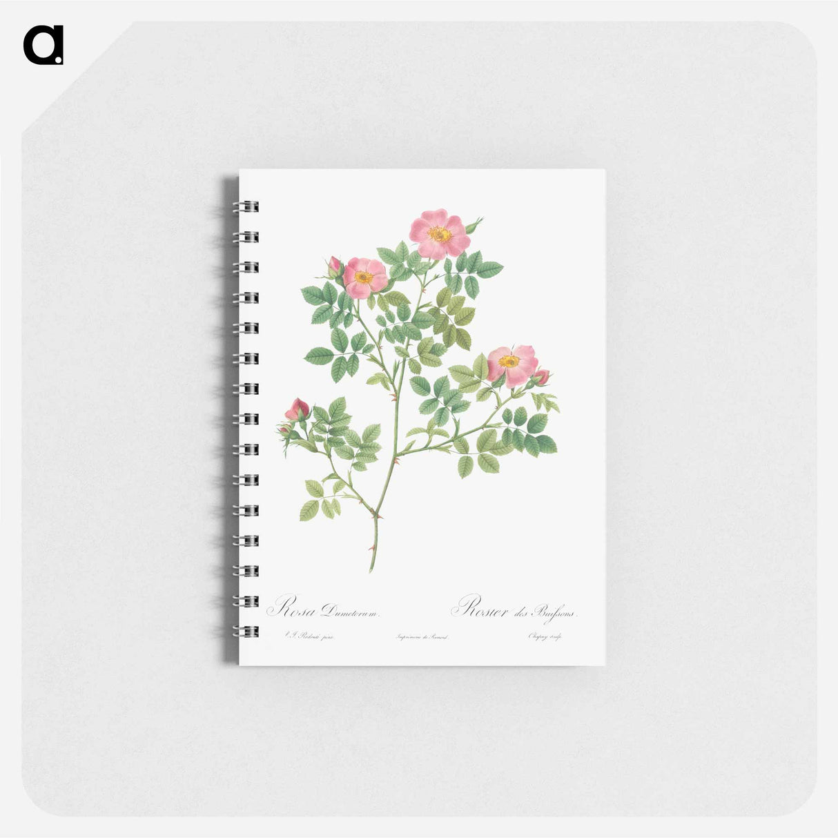 Corymb Rose - ピエール ジョゼフ ルドゥーテ Memo.