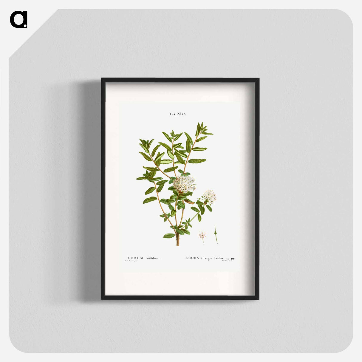 アートポスター-Bog labrador tea - ピエール ジョゼフ ルドゥーテ Poster.