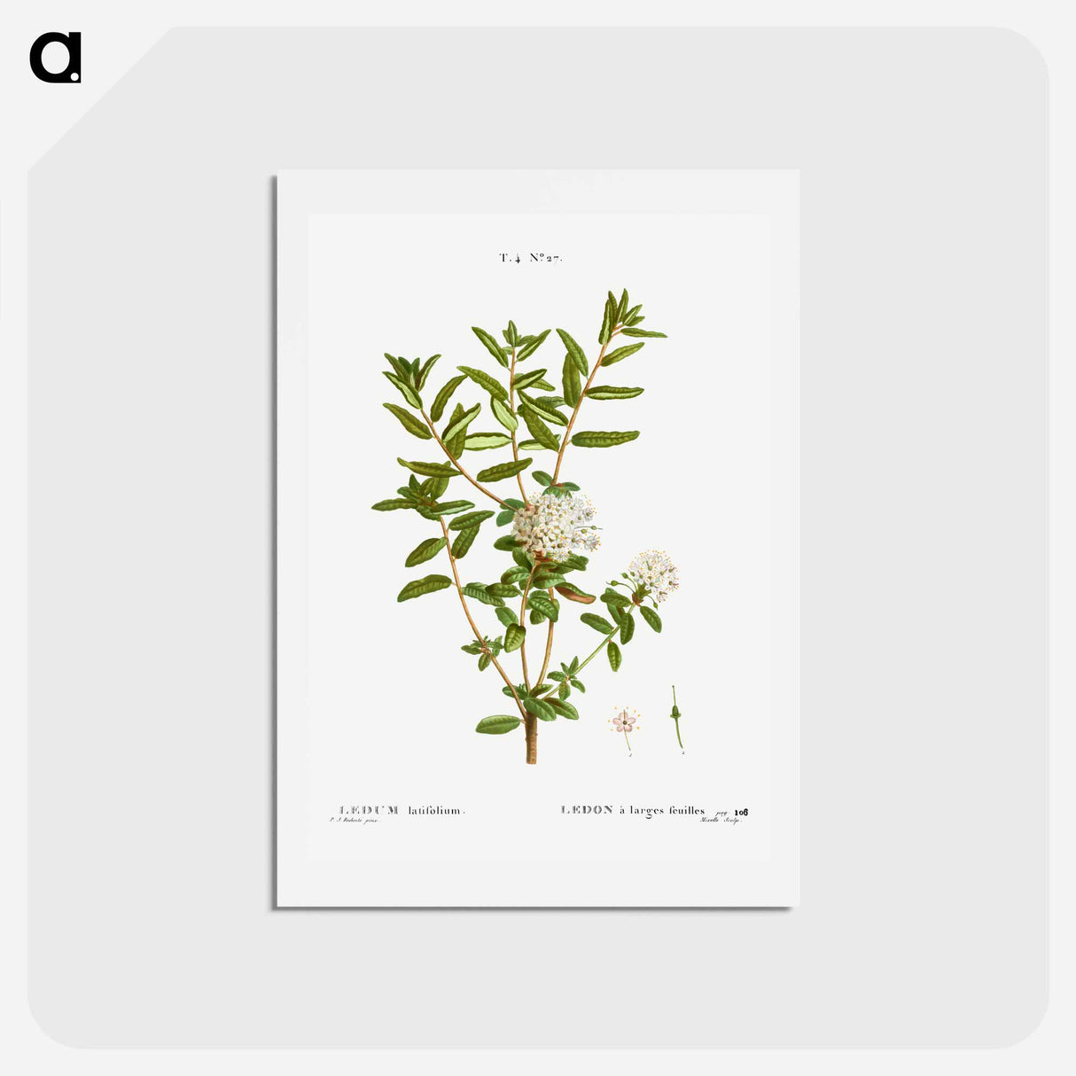 アートポストカード-Bog labrador tea - ピエール ジョゼフ ルドゥーテ Postcard.